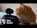 Blind Cat Cuddles With Baby Chicks | The Dodo