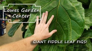 Shopping at Lowes Garden Center || Giant Fiddle Leaf Figs || Lantana Trees \u0026 More