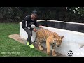 Lewis Hamilton Scares a Tiger