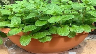 How To Grow Mint Indoors At Home