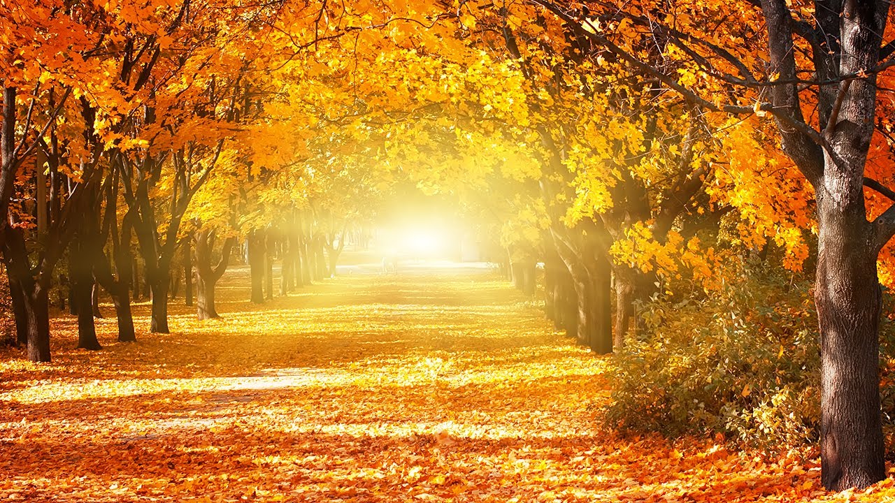 Relaxing Piano Music & Beautiful Autumn Scenery: Sleep, Study, Relax ...