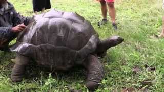 Le Tartarughe Giganti delle Seychelles