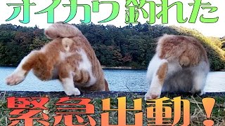 オイカワを釣って食う 小ニャゴラの緊急出動 怪しい激辛カップヌードル River-fishing with a cat