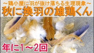 秋に換羽の雄鶏くん～ニワトリ小屋に羽毛がたくさん抜け落ちる生理現象～