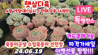 [ LIVE] 햇살다육( 010-8735-2060) 묵둥이군생 선인장등/파격가세일/카드결제가능