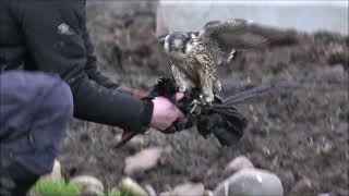 Young Peregrine, Johanna, hunting crows