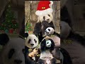 中國香港六隻可愛大熊貓 香港海洋公園的大寶貝 panda 大熊貓