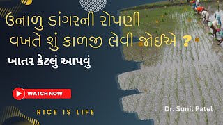 ઉનાળુ ડાંગરની રોપણી - શું કાળજી લેવી જોઈએ Paddy Cultivation