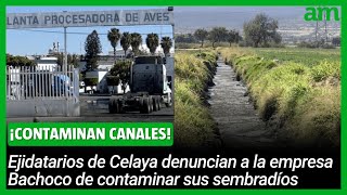 Ejidatarios ACUSAN a Bachoco de CONTAMINAR canal y sembradíos en Celaya