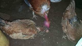 Crowing Rooster in an African Home | Naked Neck Chicken Breed | Turken Rooster