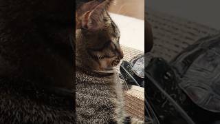 亀に好かれすぎて困ってる猫【A cat who is troubled by being liked by a turtle】