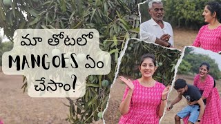 ||మా తోటలో మ్యాంగోస్ ఏం చేసాం? ||  మామిడి తోట || Mango Farming || Thammarajupalli Village ||