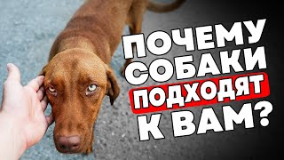 Часто Ли К Вам Подходят Случайные Собаки На Улице? Вот Почему!