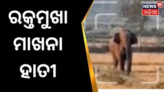 Elephant Menance | ଆତଙ୍କ ଖେଳାଇଛି ମାଖନା ହାତୀ | Anugul | Odia News