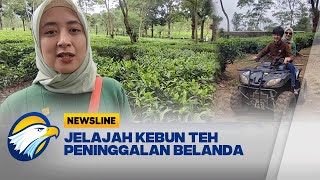 Wisata Jelajah Kebun Teh Peninggalan Belanda