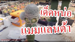 เด็ดหน่อแมมแลนต้า mammillaria lenta