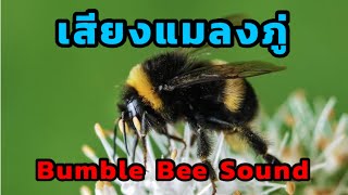 Bumble Bee Sound