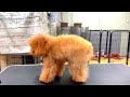 マイクロティーカッププードル・ココちゃん1歳9ヶ月 teacuppoodle toypoodle dog マイクロティーカッププードル ティーカッププードル トイプードル