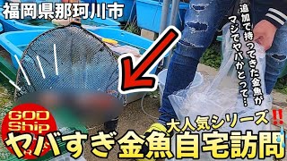 【金魚屋豊楽】お宅訪問シリーズ❕ラストに登場する来年の親種候補のらんちゅうに震えてしまった…ある意味恐ろしくも楽しみな金魚屋豊楽さん❕福岡に来ちゃいました🎵