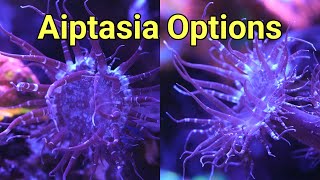 The Pros and Cons of All Aiptasia Treatments | The Prestige Reef Dork Show Ep 74