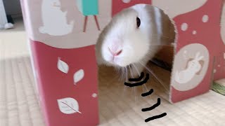 うさぎの動画に効果音つけたらなんかもうめちゃくちゃｗ