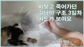 비맞고 죽어가던 당뇨병 길냥이 구조 3일차 차도가 보입니다