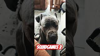 Squid Games 2!! Let's do this! #squidgame #squidgames2 #netflix #canecorso #trending