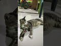 Sakuk ya kak #kucing #sedih #4u #miawmiaw #youtubrshorts #mogafyp #cat