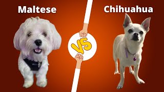 Maltese VS Chihuahua | Chihuahua VS Maltese