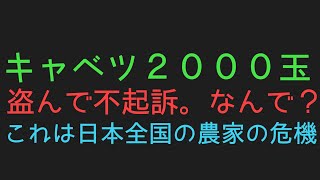 キャベツを2000玉盗んだ中国籍の2人。不起訴だってよ～！これは他人事ではないよ。