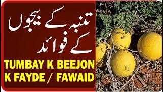 tumba ke beej k Fayde - تنبہ کے بیج کے فوائد