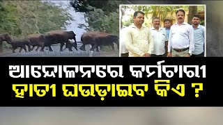 Wild elephants on rampage in Rairakhol after Forest department employees launch protest