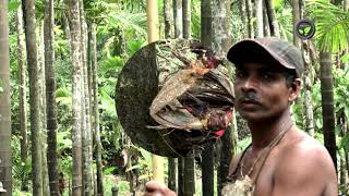 Climbing Areca Palm