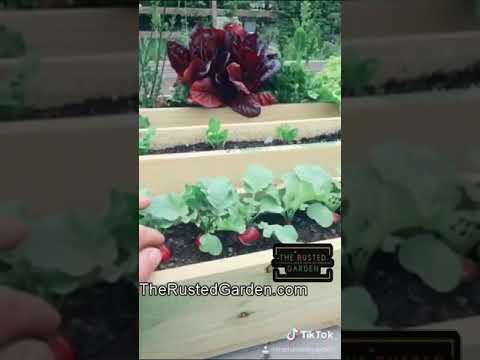 2 tips for success in flower pot gardening: 60-second videos or sowing the garden #shorts