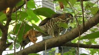 20211229 祥合公園鳳頭蒼鷹 – 傻妞吃疑似斑鳩剩菜 \u0026 擠嗉囊