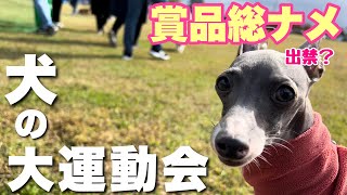 イタグレの全力疾走！！犬の運動会で賞品総取りであわや出禁に！？