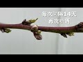 桃树病害 种果树必备 卷叶病治疗与预防详细讲解大全 control peach tree diseases leaf curl guide