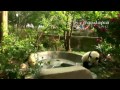 pandapia live 20170415 2015 2016級熊貓寶寶成長直播