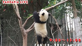 Pandapia live 20170415 2015/2016級熊貓寶寶成長直播