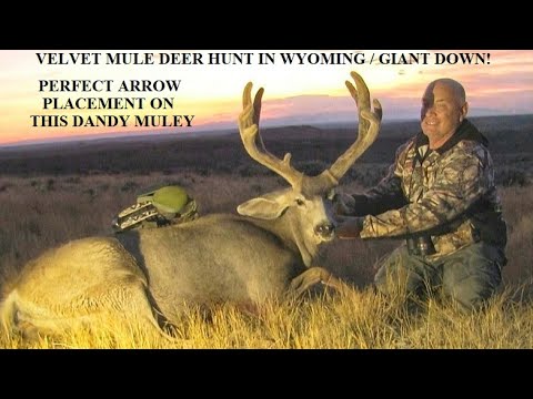 VELVET MULE DEER ARROWED IN WY 2020 BOW & ARROW VELVET DEER HUNT - YouTube