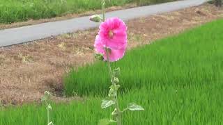 【一分動画】　🌻花シリーズ　タチアオイ　立葵