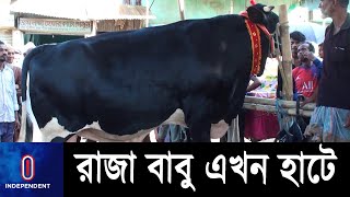 হাটে উঠেছে রাজা বাবু | Big Cow | Hobigonj | Independent TV