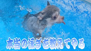 溺れてませんよ！27チワワとプールで遊ぶ【マハロハレ】#チワワ #ちわわ #chihuahua