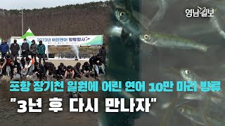 [영상뉴스]포항 장기천 일원에 어린 연어 10만 마리 방류 \