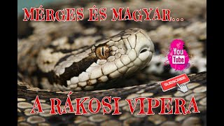 A RÁKOSI VIPERA, a mérges hungarikum :)