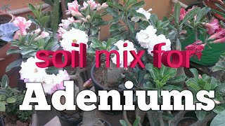 soil mix for adeniums/ఎడినం మొక్కల మట్టి మిశ్రమం.