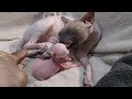 Sphynx Cat Daddy Loves His Baby Kittens so Much ❣️