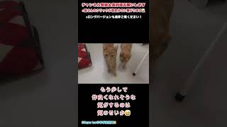 【保護猫】何故寄ってきてくれない😅【里親募集中】　#shorts   #保護猫