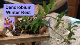 Dendrobium anosmum Winter Rest | Orchid Care for Dendrobium Winter Rest | How to Winter Rest