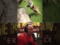 joe rogan’s thinks tiger’s can defeat lions